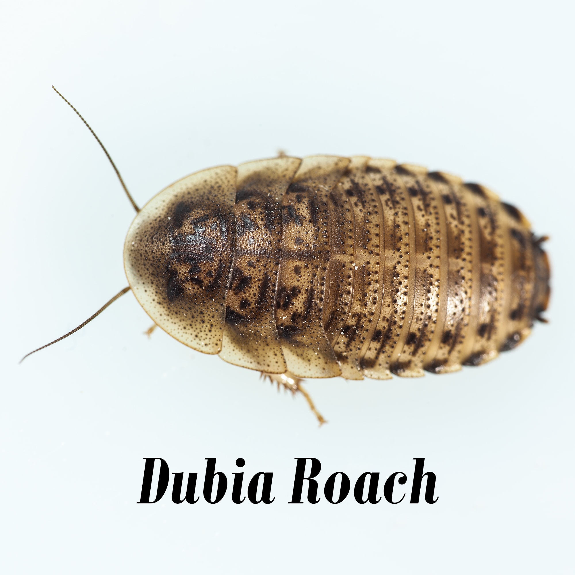 Detail Roach Image Nomer 37