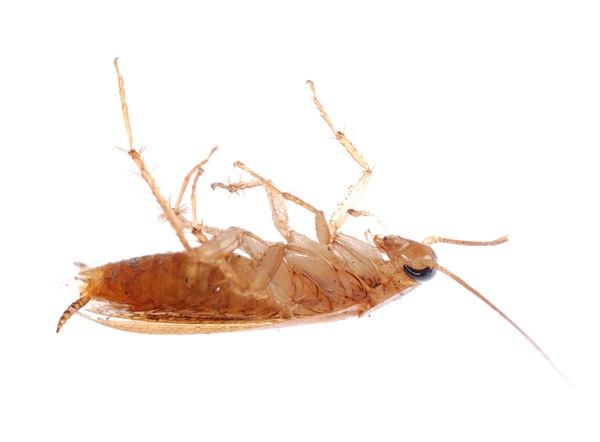 Detail Roach Image Nomer 38