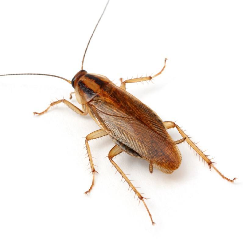 Detail Roach Image Nomer 4