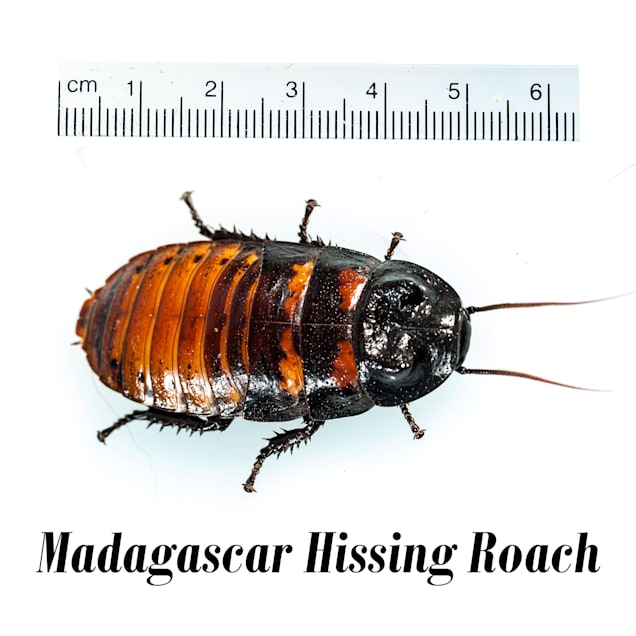 Detail Roach Image Nomer 40