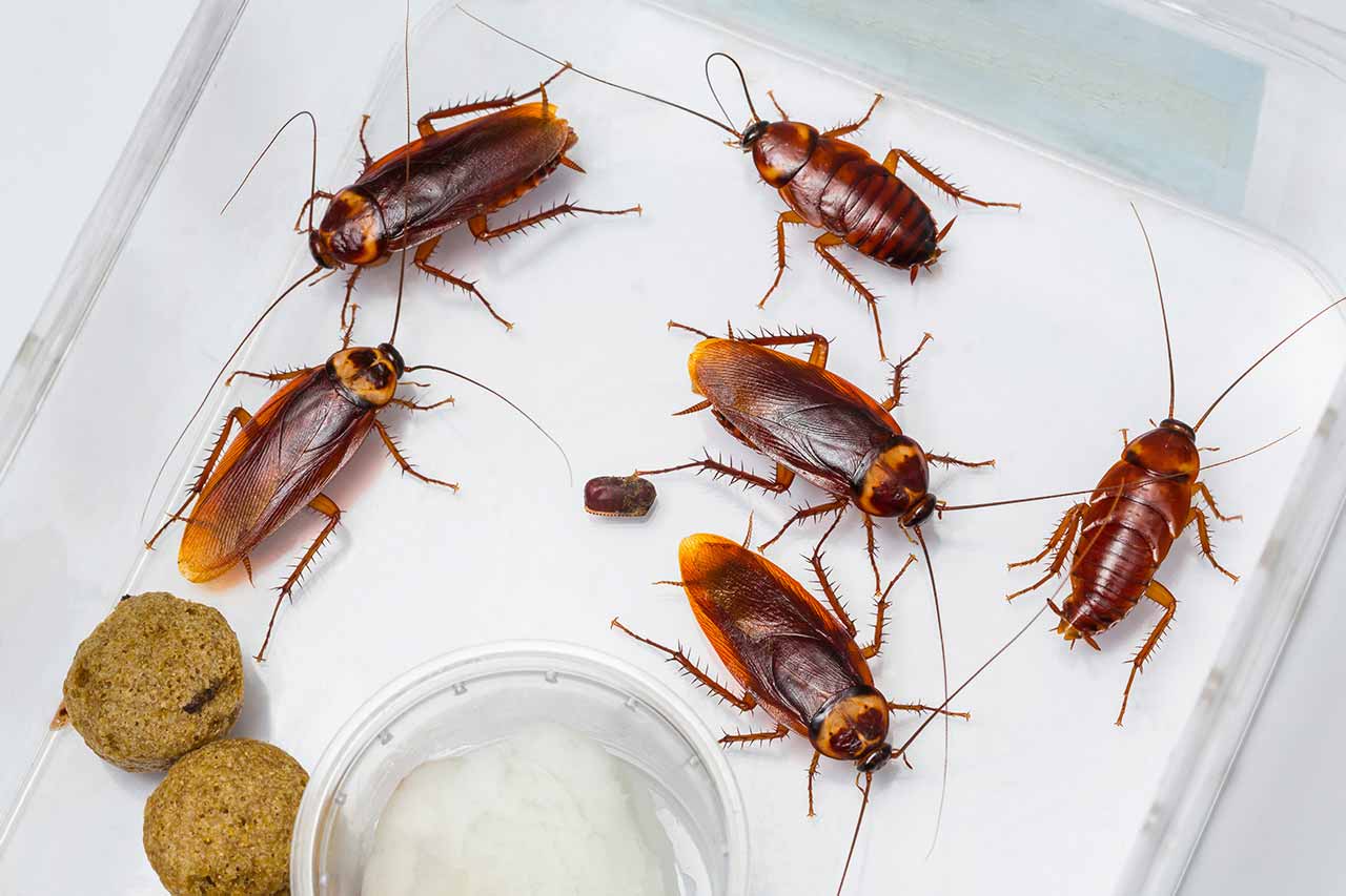 Detail Roach Image Nomer 41