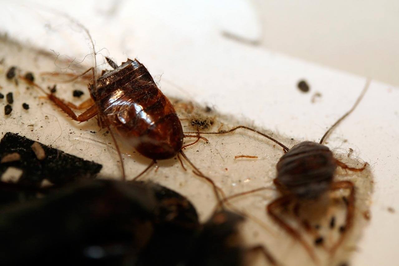 Detail Roach Image Nomer 43