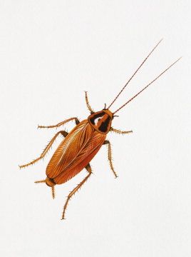 Detail Roach Image Nomer 45