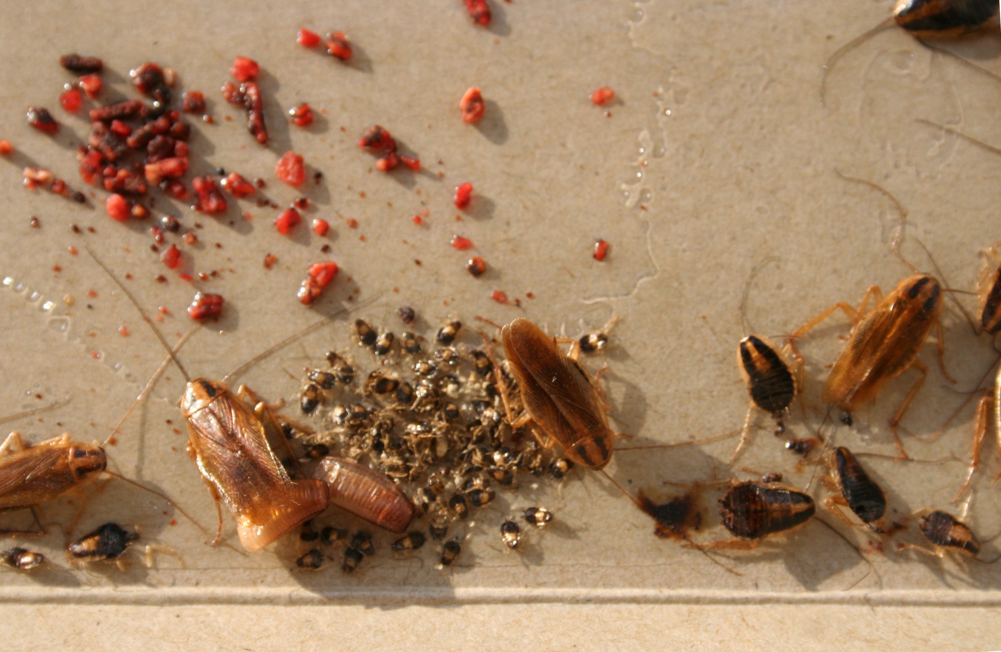Detail Roach Image Nomer 46