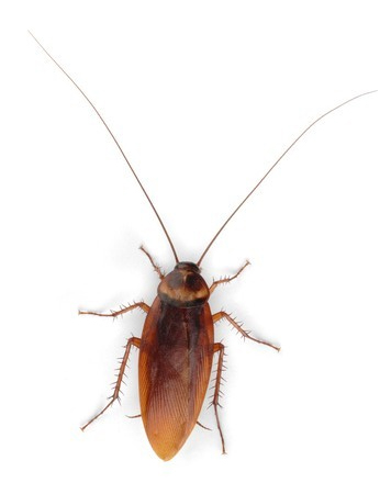 Detail Roach Image Nomer 5