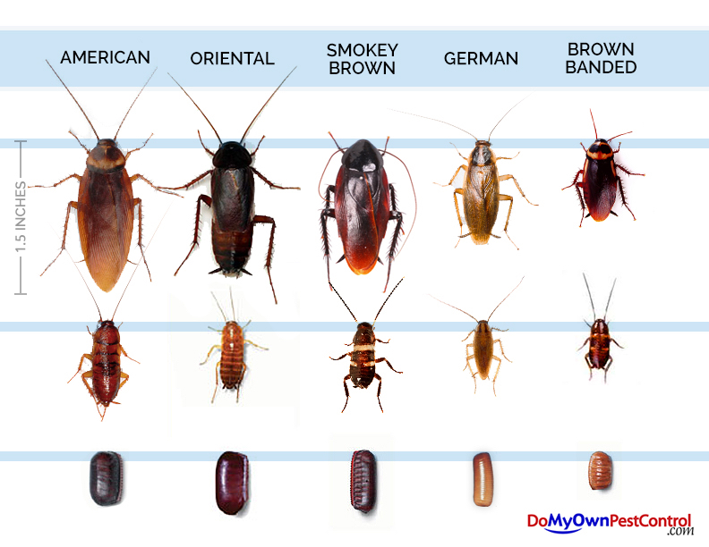 Detail Roach Image Nomer 6