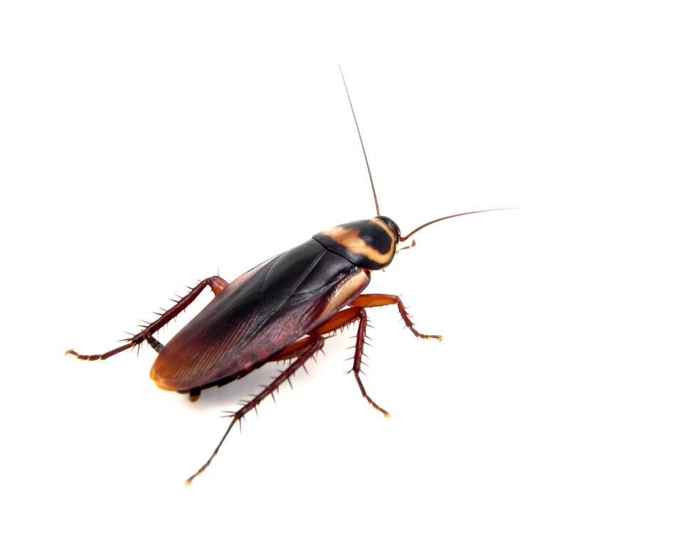 Detail Roach Image Nomer 7