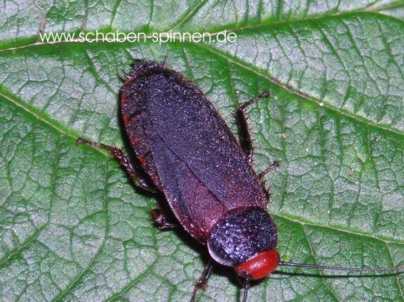 Detail Roach Images Photo Gallery Nomer 43
