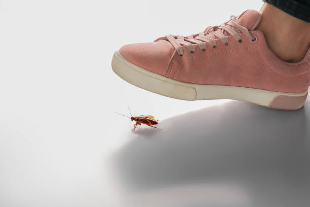 Detail Roach Killer Shoes Meme Nomer 24