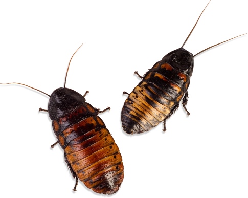 Detail Roach Pictures Nomer 25
