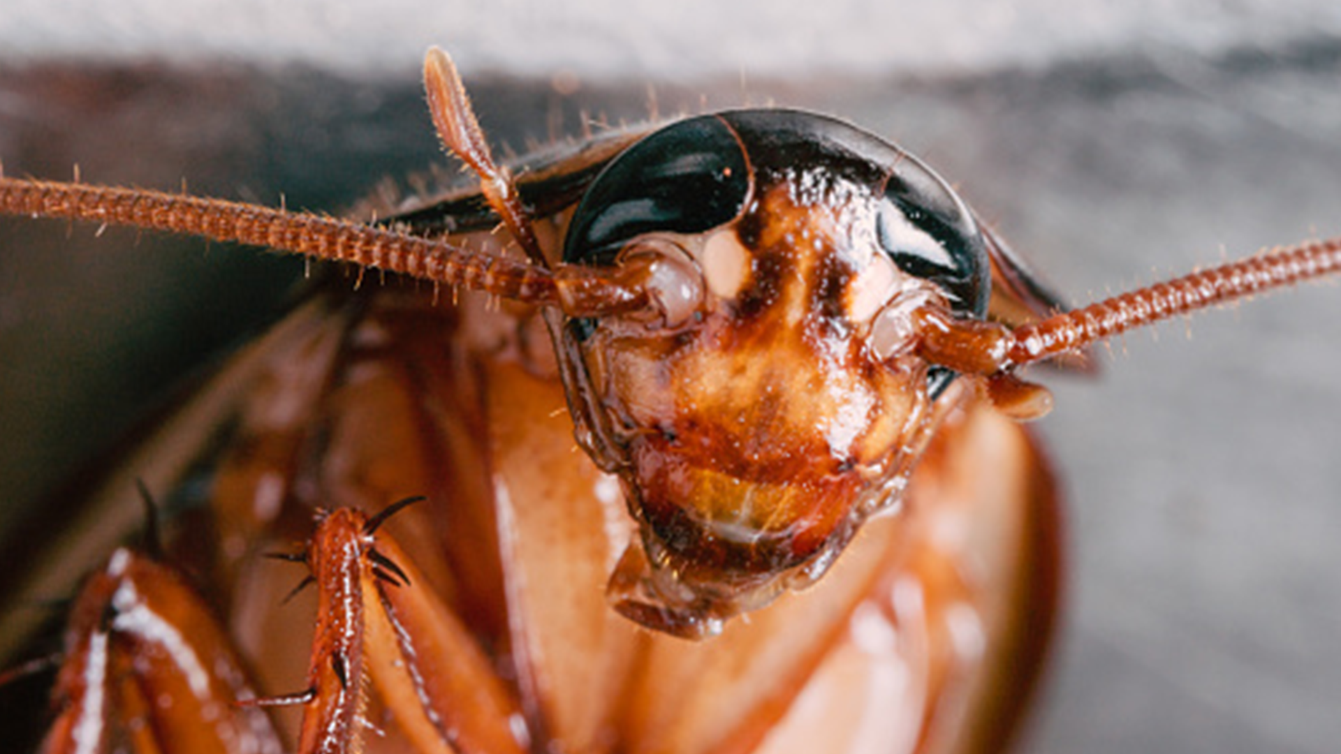 Detail Roach Pictures Nomer 2