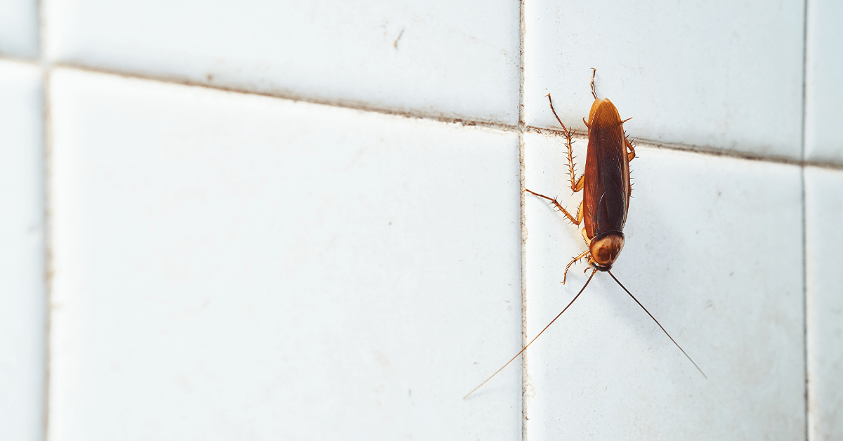 Detail Roach Pictures Nomer 34