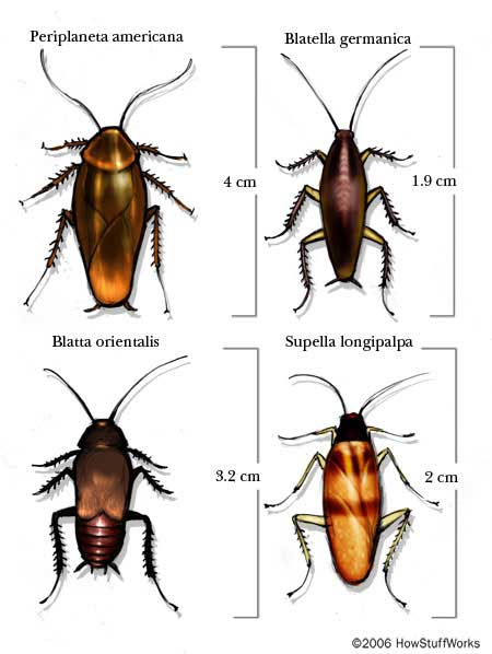 Detail Roach Pictures Insects Nomer 10