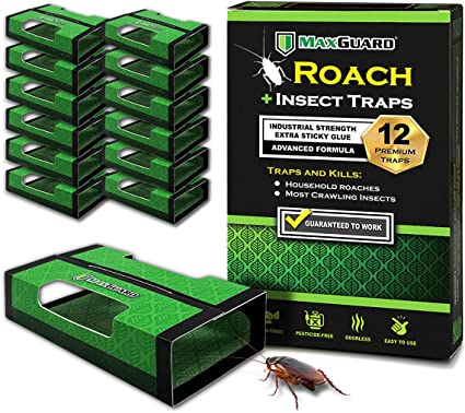 Detail Roach Pictures Insects Nomer 30