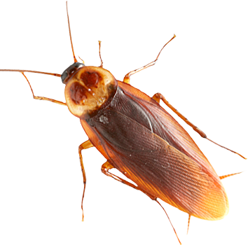 Roach Png - KibrisPDR