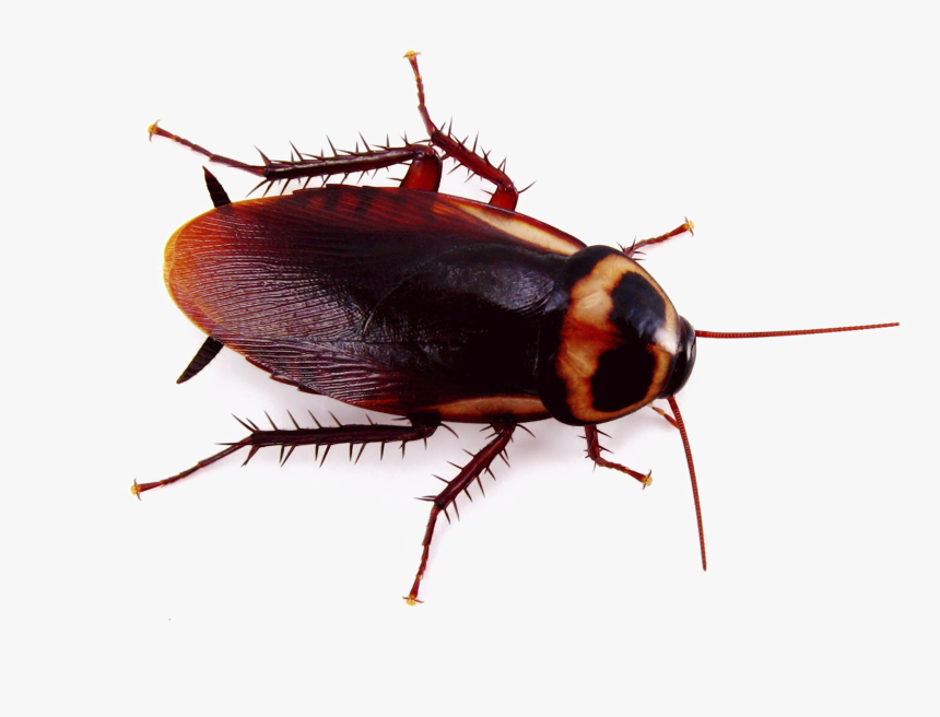Detail Roach Png Nomer 13