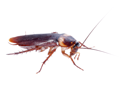 Detail Roach Png Nomer 15