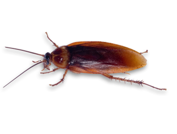Detail Roach Png Nomer 16
