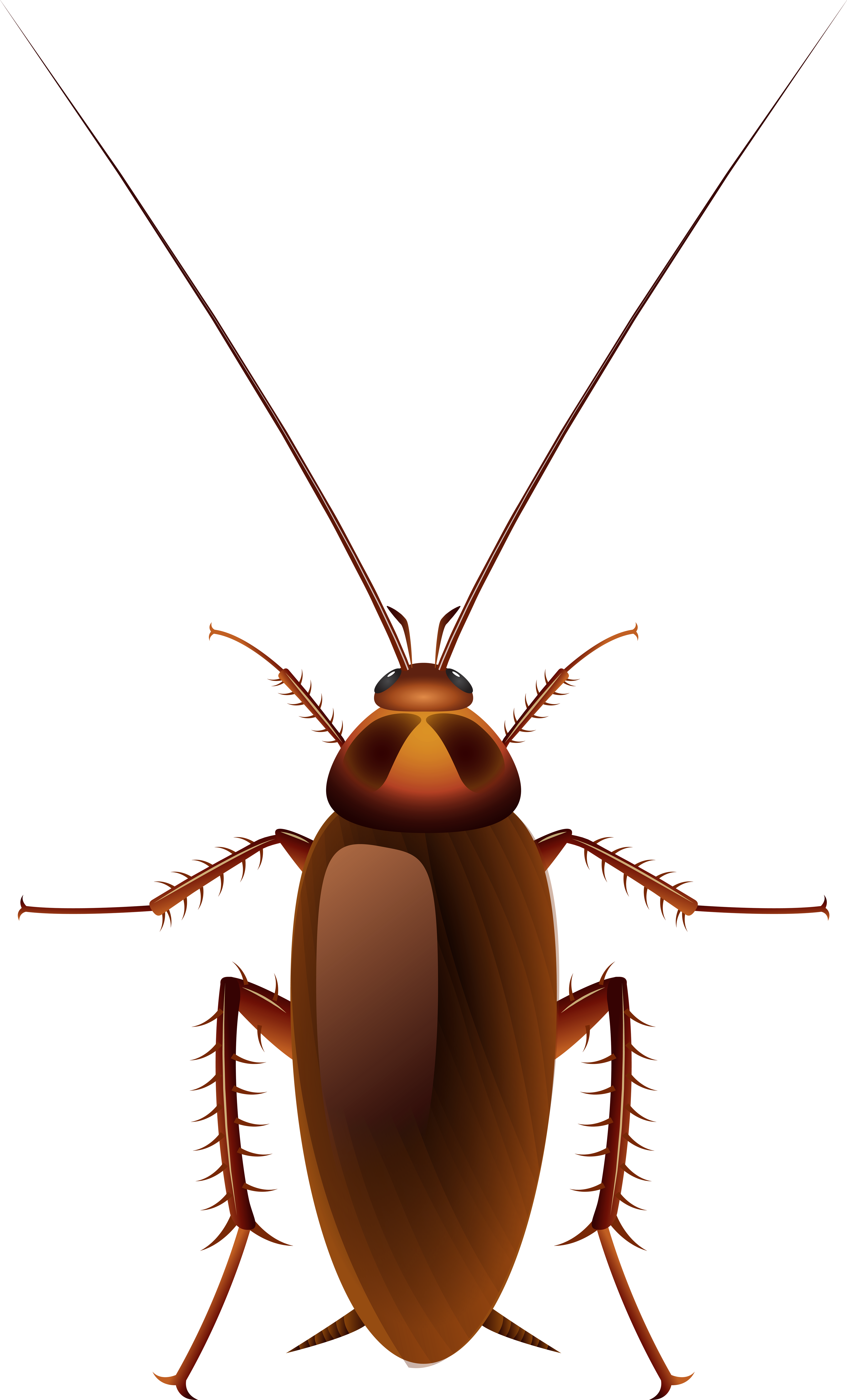 Detail Roach Png Nomer 17