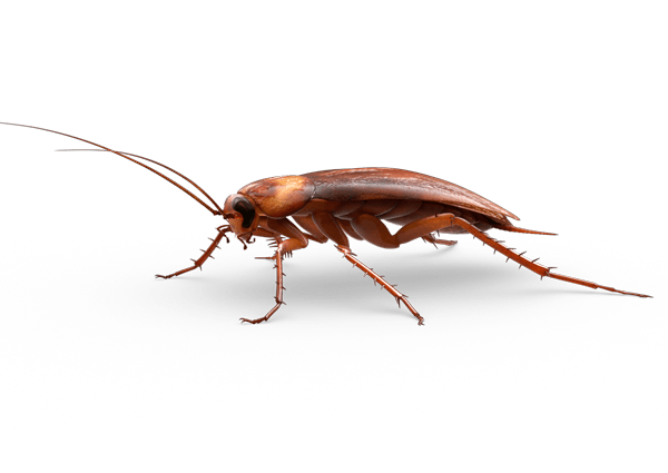 Detail Roach Png Nomer 18