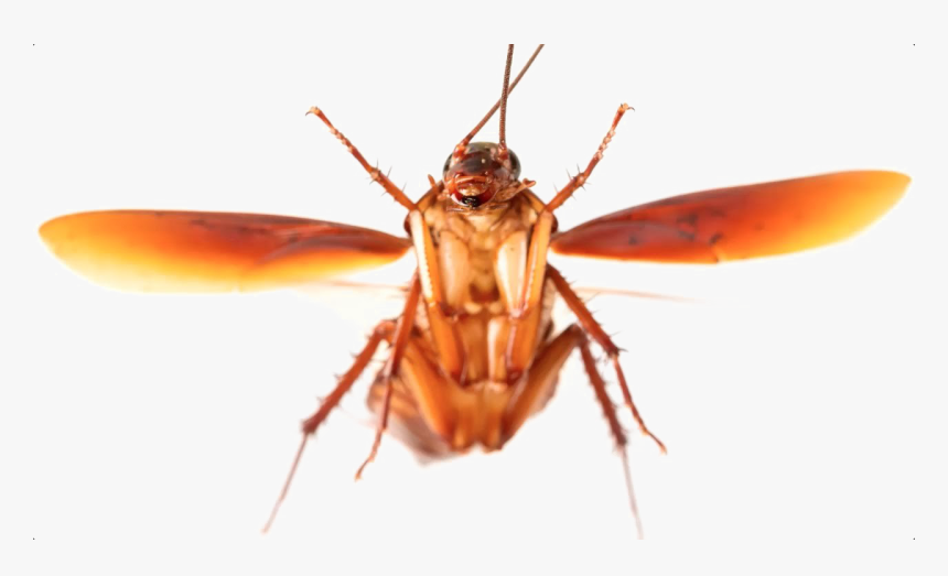 Detail Roach Png Nomer 19