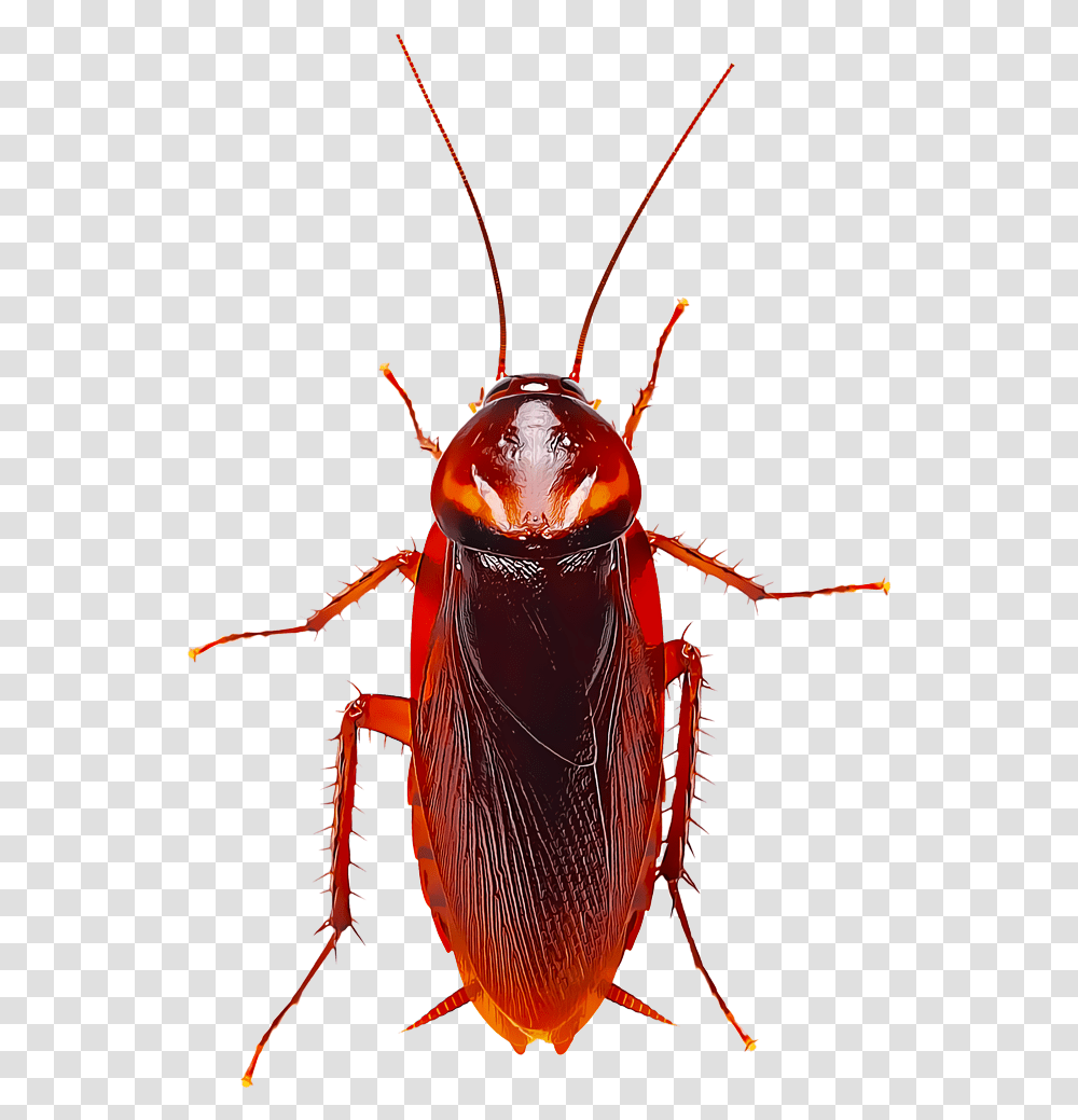 Detail Roach Png Nomer 20