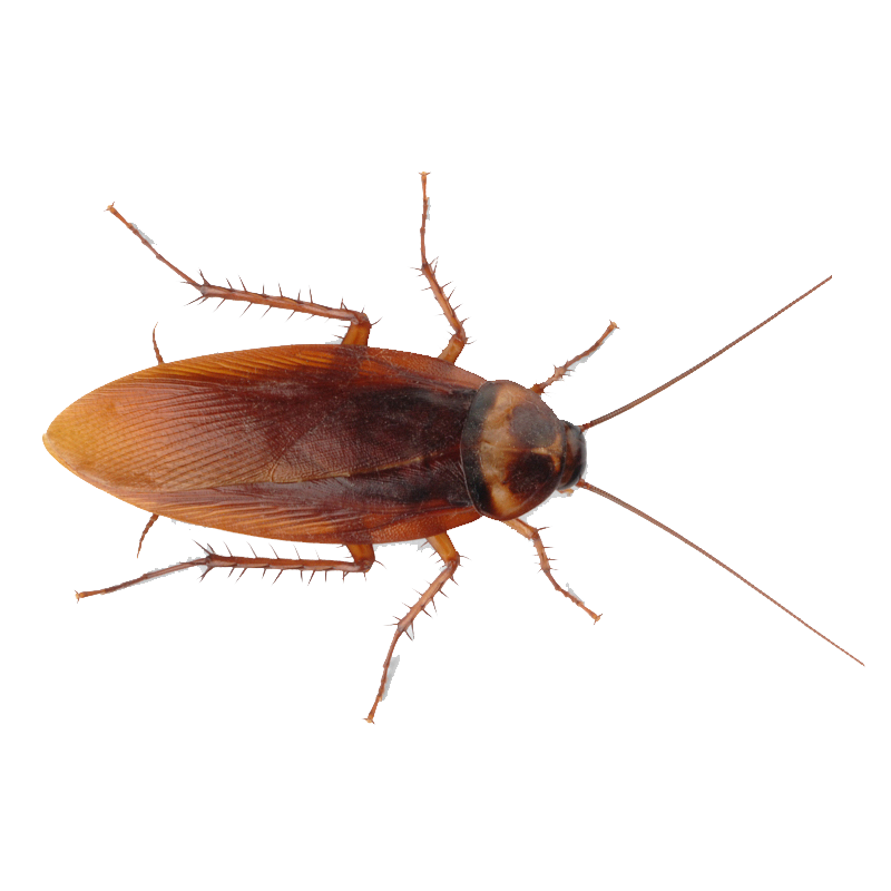 Detail Roach Png Nomer 3
