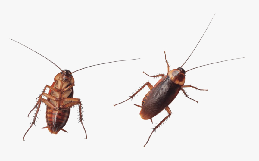 Detail Roach Png Nomer 22