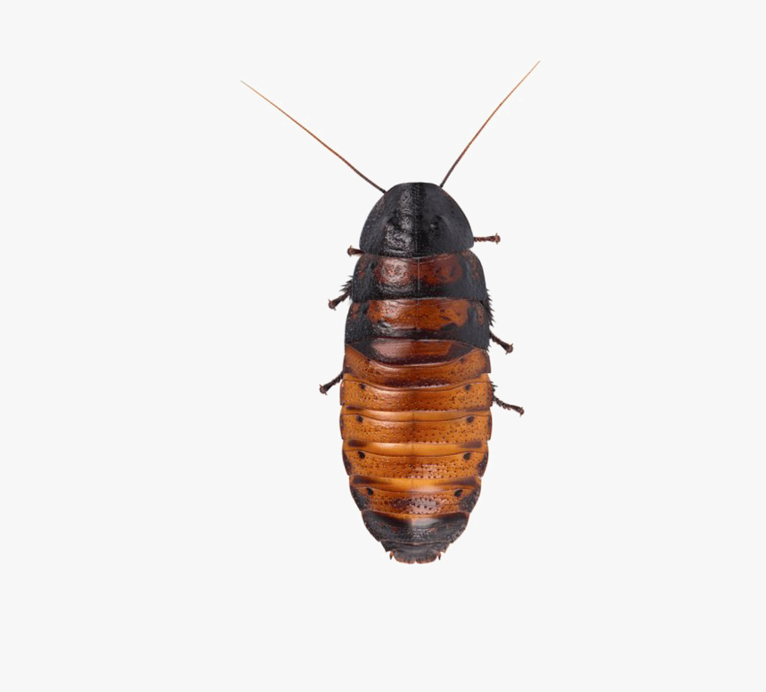 Detail Roach Png Nomer 23