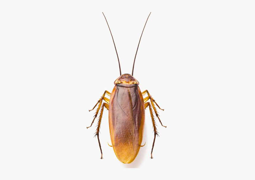 Detail Roach Png Nomer 24