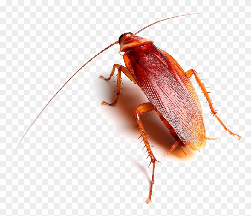 Detail Roach Png Nomer 25