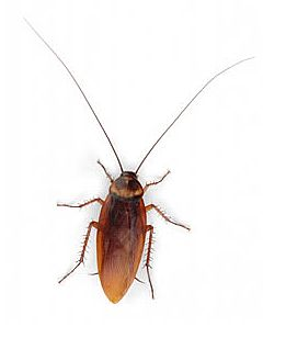 Detail Roach Png Nomer 26