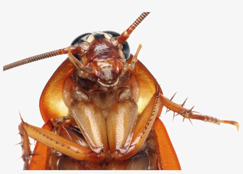 Detail Roach Png Nomer 28