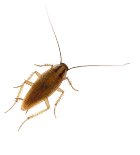Detail Roach Png Nomer 29