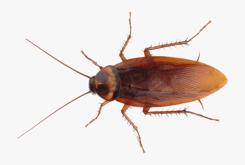 Detail Roach Png Nomer 4