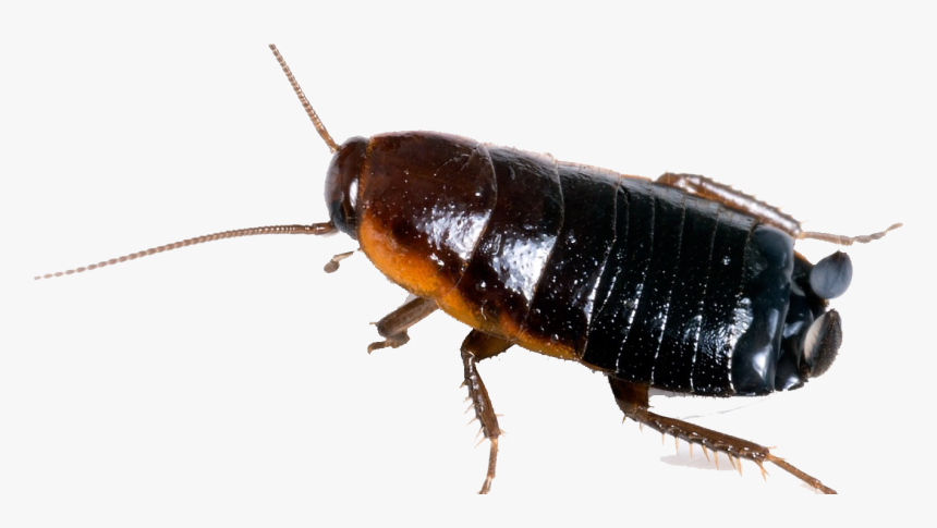 Detail Roach Png Nomer 30