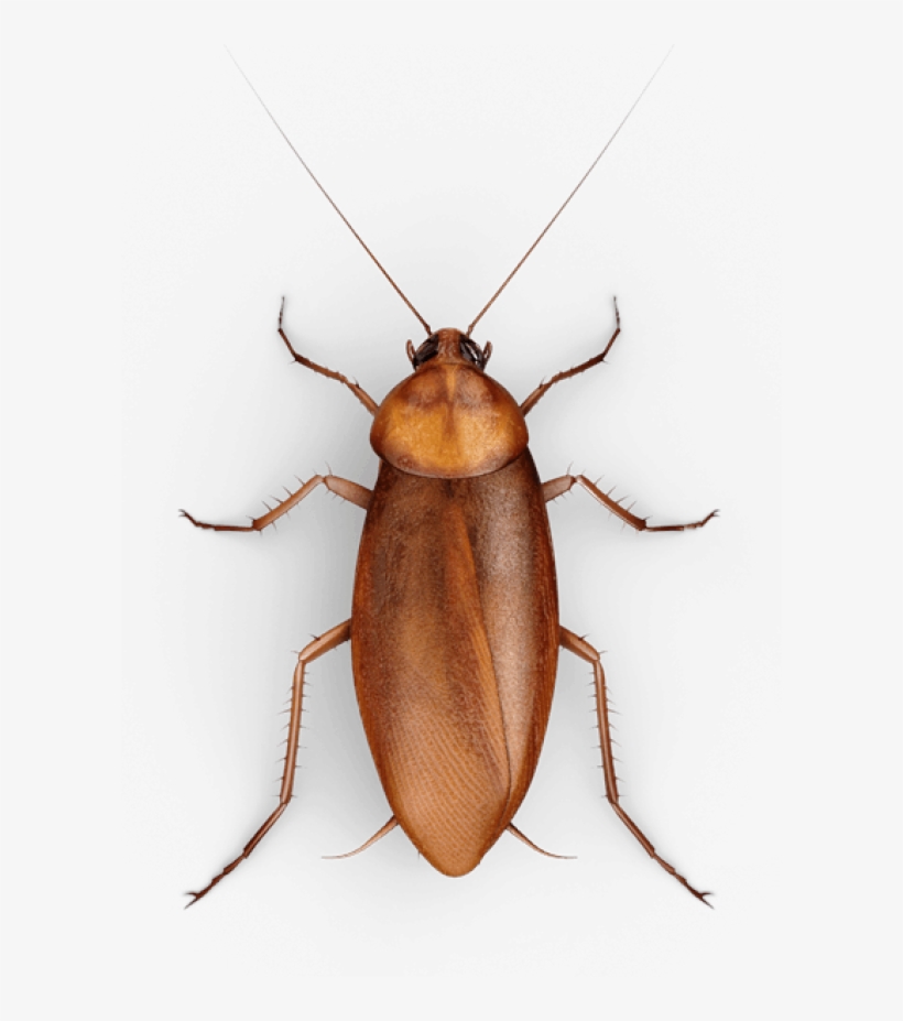 Detail Roach Png Nomer 31