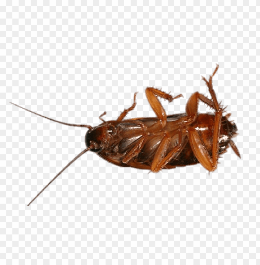 Detail Roach Png Nomer 33