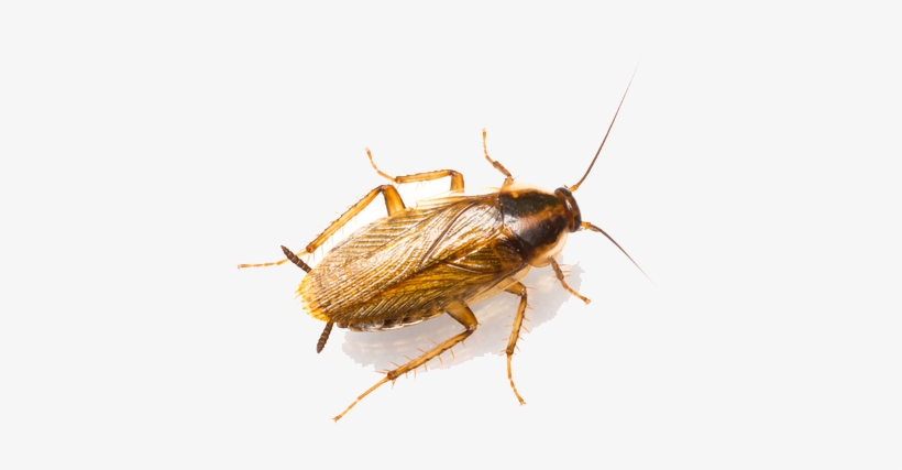 Detail Roach Png Nomer 34