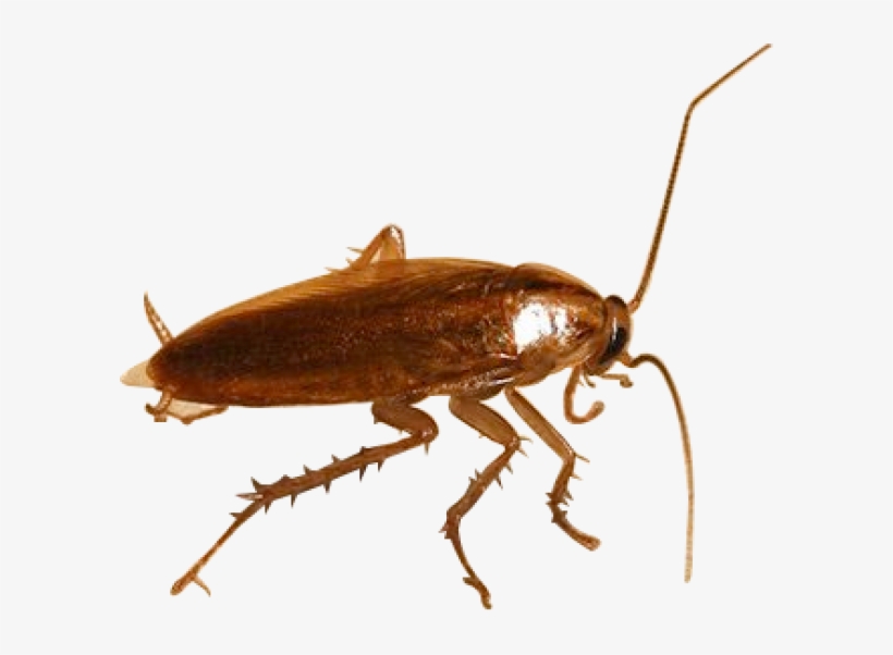 Detail Roach Png Nomer 35