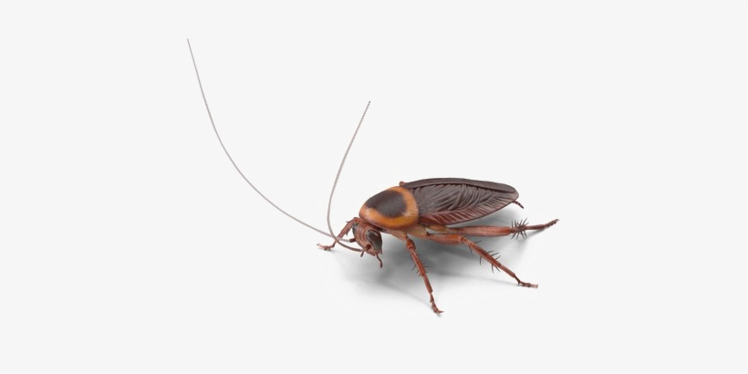 Detail Roach Png Nomer 36