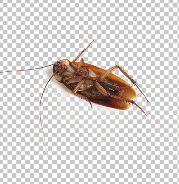 Detail Roach Png Nomer 37