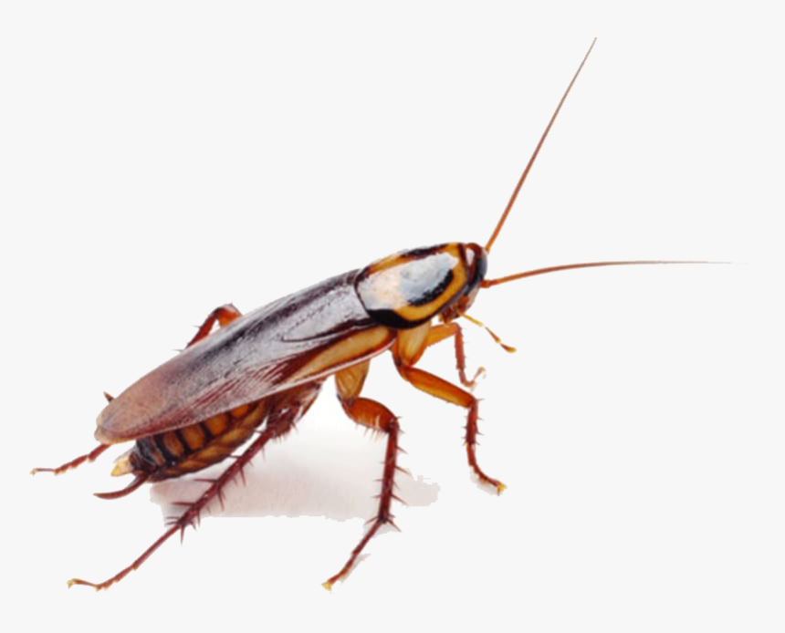 Detail Roach Png Nomer 41