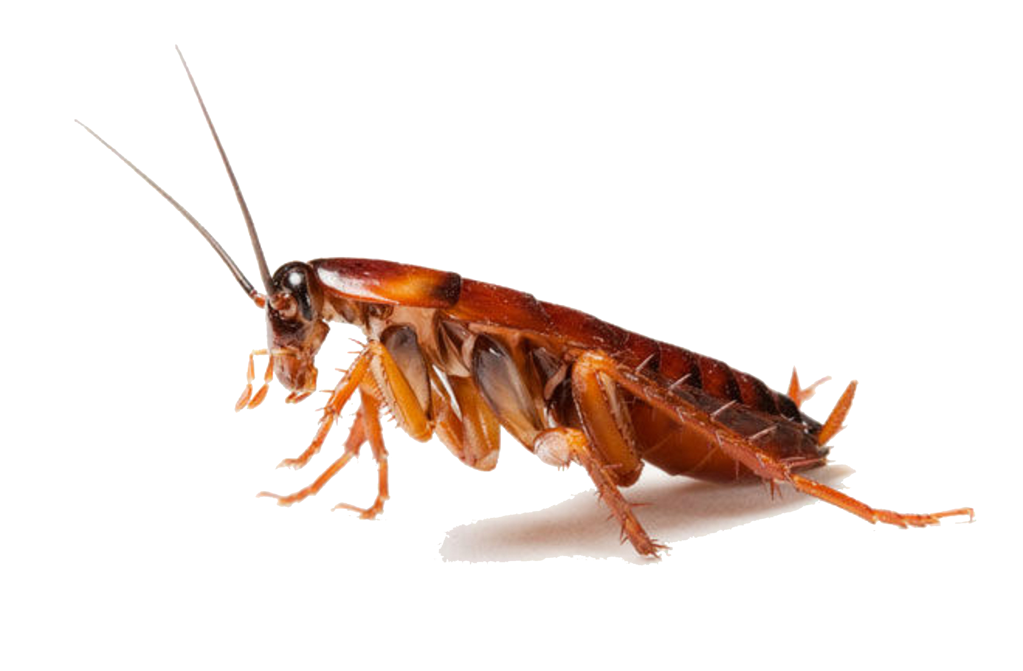 Detail Roach Png Nomer 42