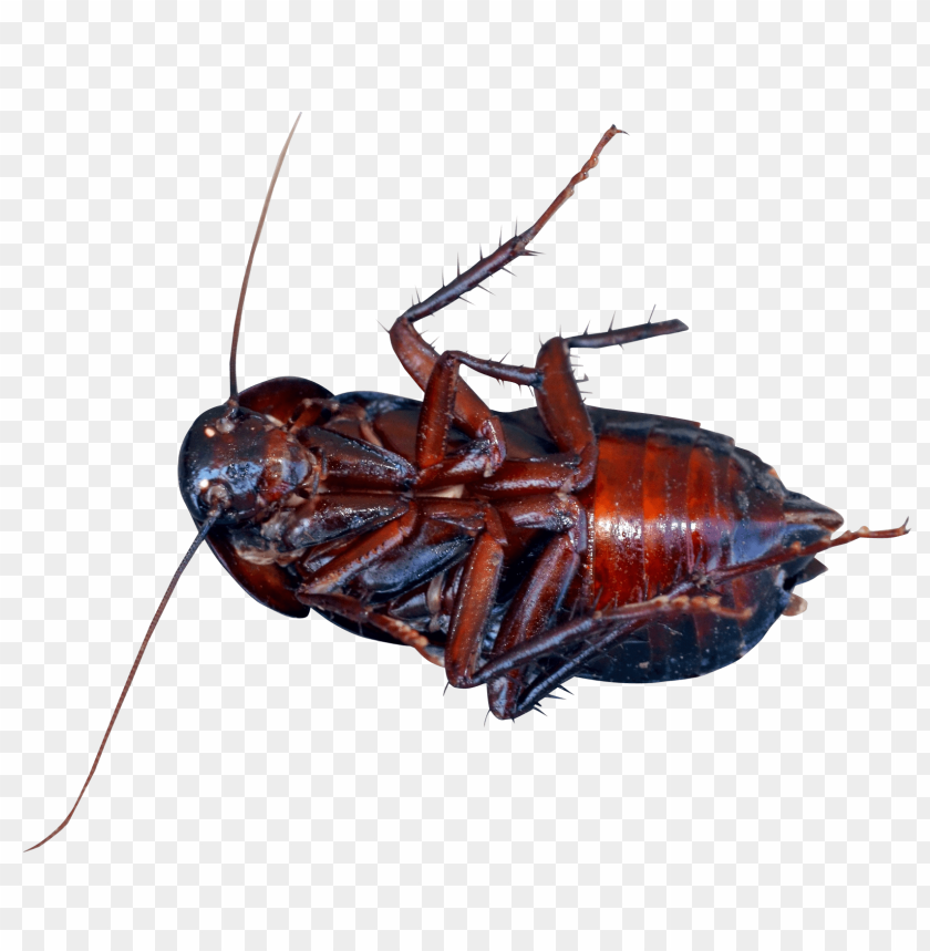 Detail Roach Png Nomer 44