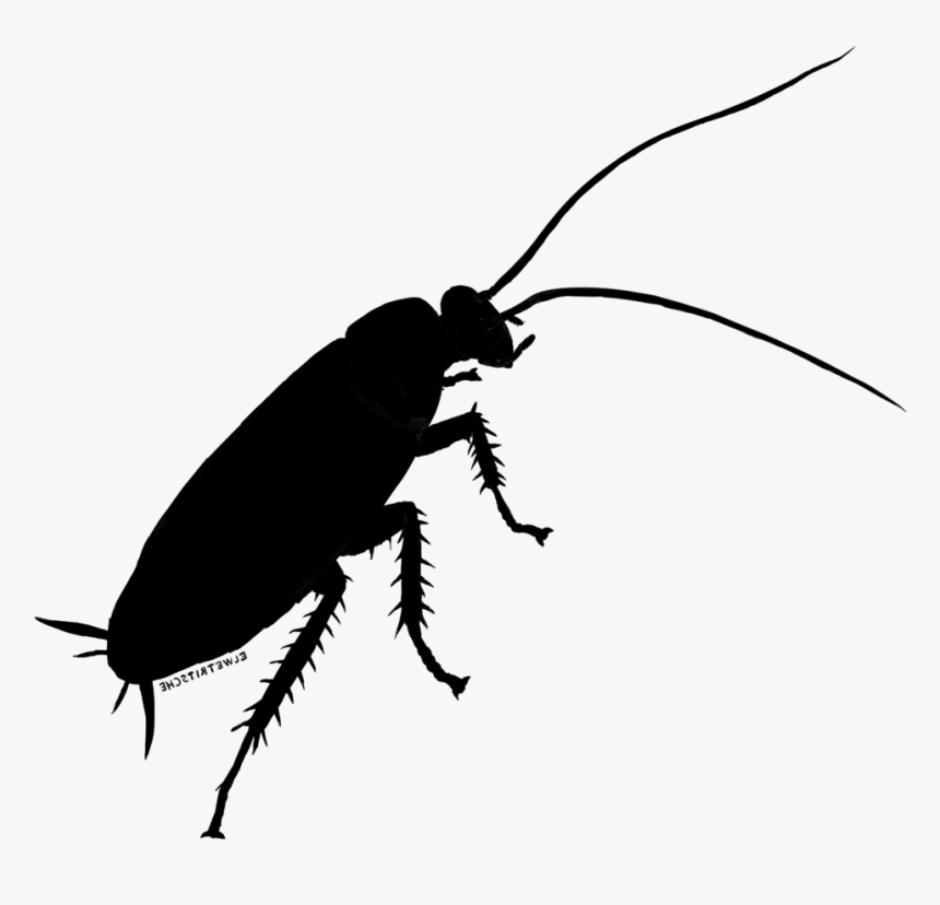 Detail Roach Png Nomer 47