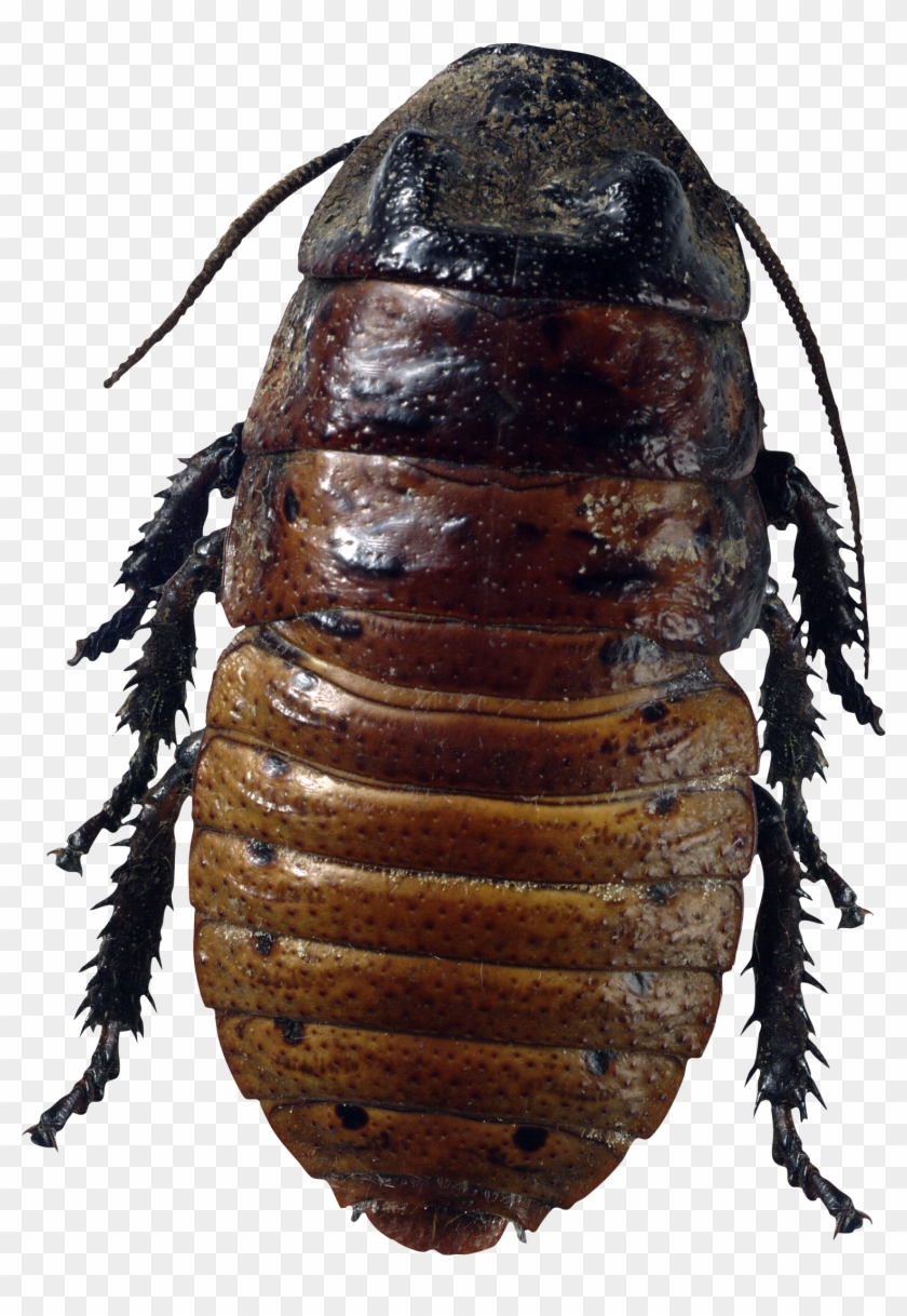 Detail Roach Png Nomer 48