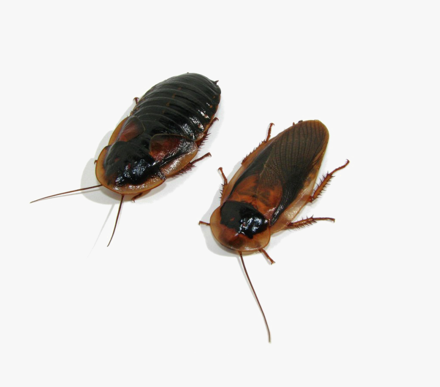 Detail Roach Png Nomer 49