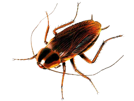 Detail Roach Png Nomer 52