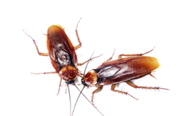 Detail Roach Png Nomer 53